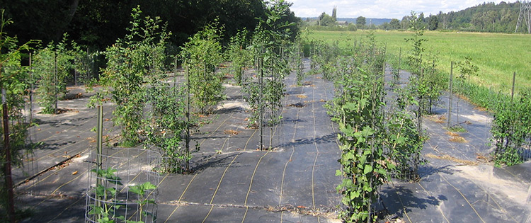 Edge of a wetland buffer