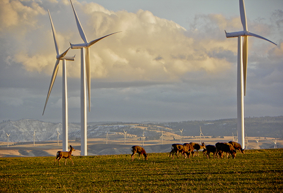 Together Farm Animals Wind Farm