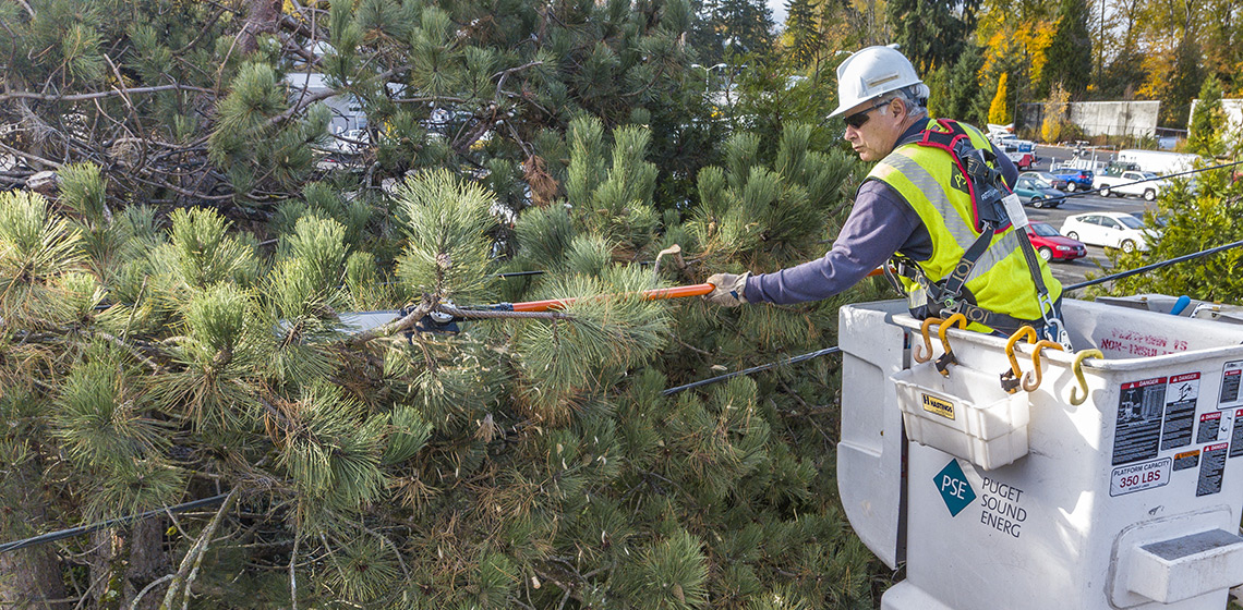 Tree Trimming